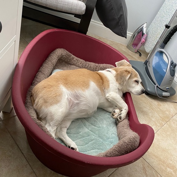 Meet your Posher, Rosa - Picture 3 of 3